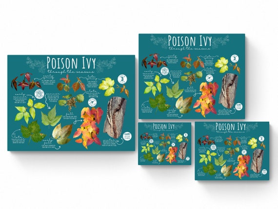 4 SIZES Poison Ivy Seasonal Identification Print-educational Chart