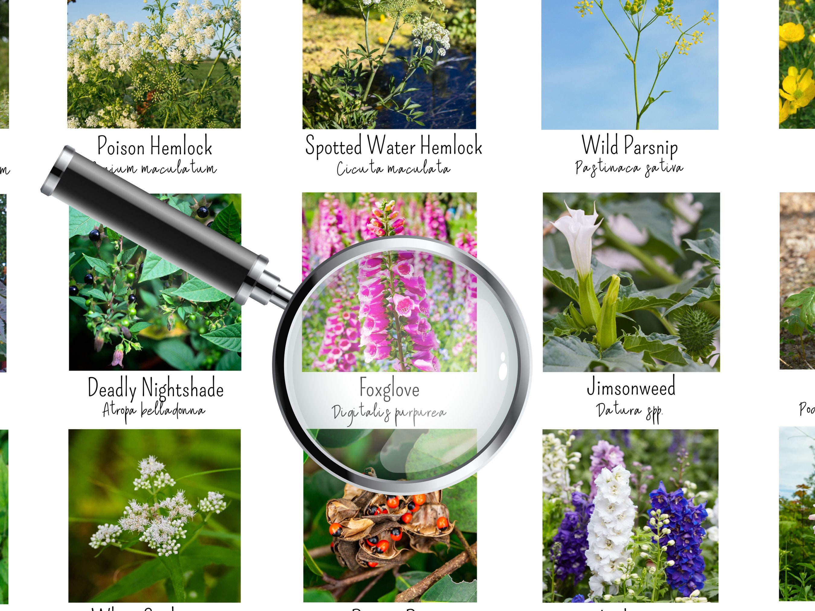 3 SIZES Poisonous Plants Identification Chart-common North
