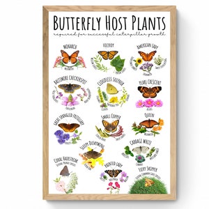 Puede incluir: Un gr&aacute;fico con ilustraciones de mariposas y sus plantas hospedantes. El gr&aacute;fico se titula "Plantas hospedantes de mariposas" e incluye los nombres de las mariposas y las plantas. Las mariposas est&aacute;n ilustradas en sus colores naturales y las plantas est&aacute;n ilustradas en sus colores naturales.