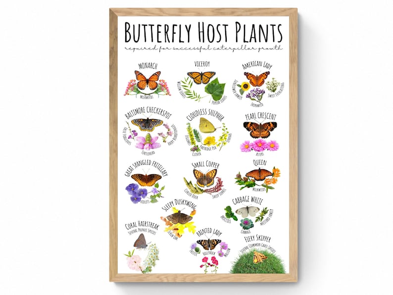 Puede incluir: Un gr&aacute;fico con ilustraciones de mariposas y sus plantas hospedantes. El gr&aacute;fico se titula "Plantas hospedantes de mariposas" e incluye los nombres de las mariposas y las plantas. Las mariposas est&aacute;n ilustradas en sus colores naturales y las plantas est&aacute;n ilustradas en sus colores naturales.