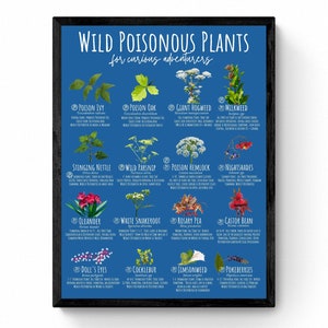 4 SIZES Poisonous Wild Plants Identification Chart-North America Species-Educational Poster-Nature Center Camp-Science Decor-Botany Print
