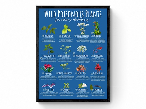 GORE PLANT collaboration poster ポスター 4 SIZES Poisonous Wild Plants Identification Chart-north America