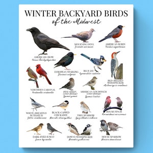 3 SIZES Backyard Winter Birds of the Midwest Chart-Birding Poster-Educational Classroom-Nature Decor-Identification-Wildlife-Woodland-Print