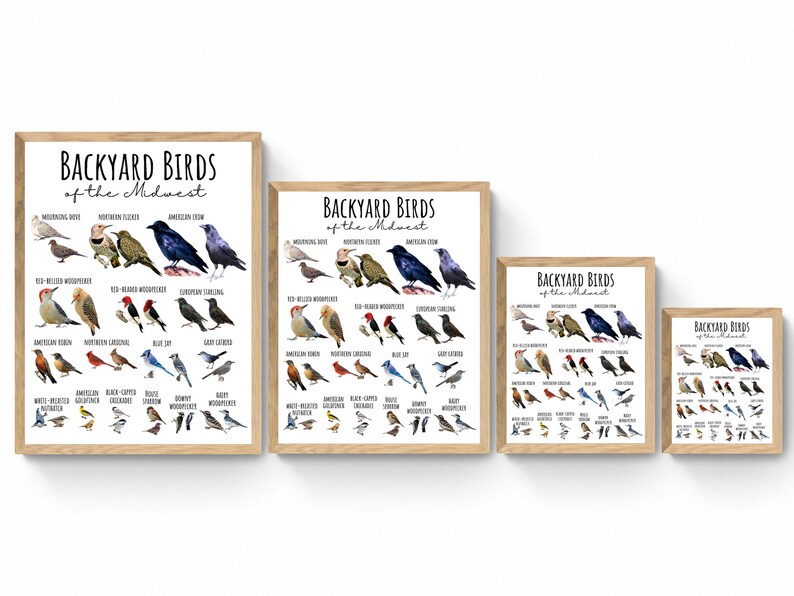 4 SIZES Backyard Birds of the Midwest Chart-birding Poster-educational ...