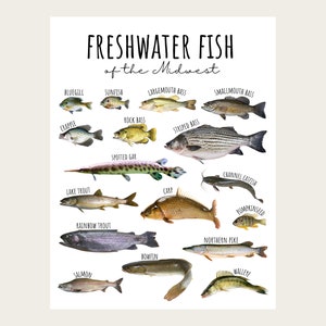 3 SIZES Freshwater Fish of the Midwest Chart-Fishing Poster-Educational Classroom-Nature Decor-Identification-Wildlife-Lake-STEM-Print