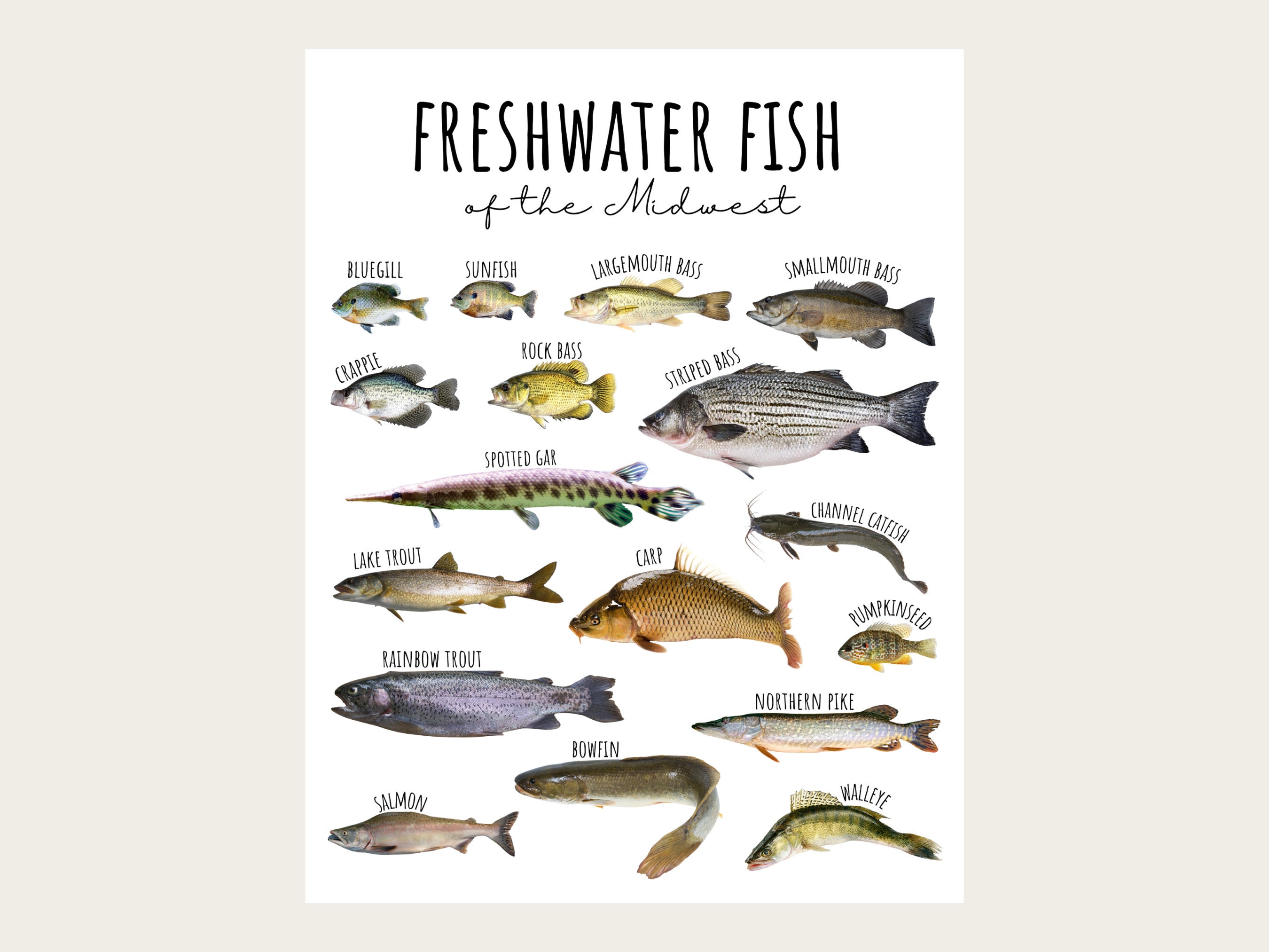 3 SIZES Freshwater Fish of the Midwest Chart-fishing Poster
