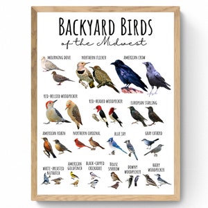 4 SIZES Backyard Birds of the Midwest Chart-Birding Poster-Educational Classroom-Nature Decor-Identification-Wildlife-Woodland-STEM-Print