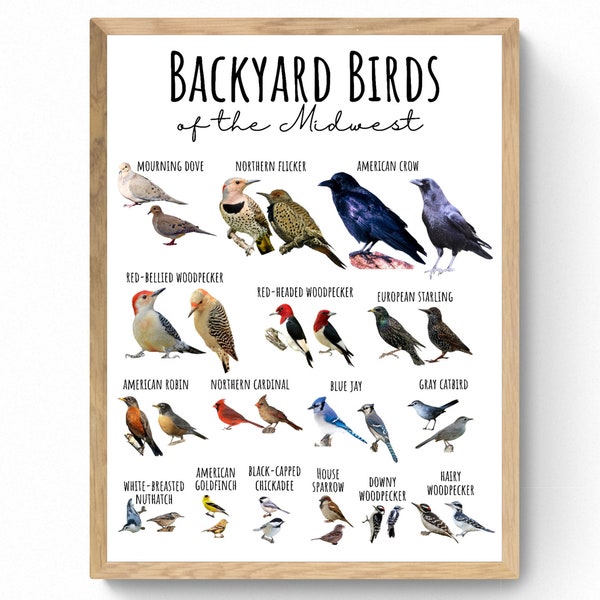 4 SIZES Backyard Birds of the Midwest Chart-Birding Poster-Educational Classroom-Nature Decor-Identification-Wildlife-Woodland-STEM-Print