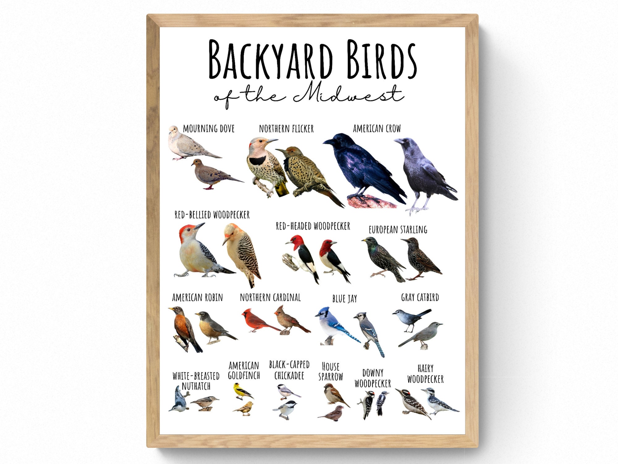 4 SIZES Backyard Birds of the Midwest Chartbirding Etsy