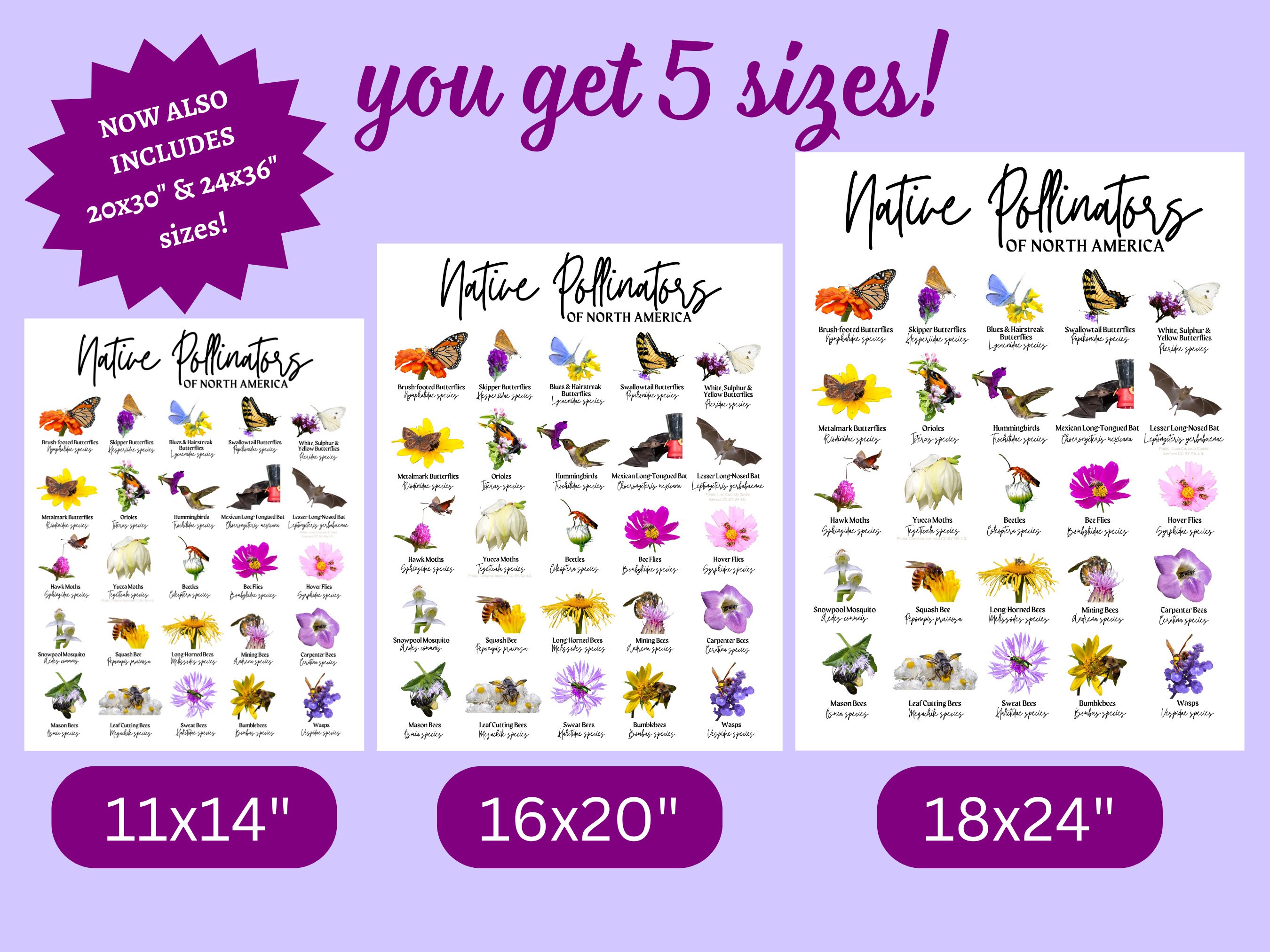 Pollinators Names Native Pollinators North America ID Poster- 11x14 16x20 18x24-species ...