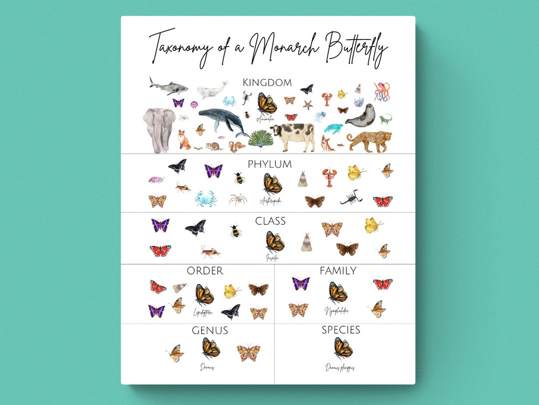 4 Sizestaxonomy of a Monarch Butterfly Printclassification Poster