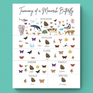 May include: A colorful chart illustrating the taxonomy of a monarch butterfly. The chart shows the different levels of classification, from kingdom to species, with images of various animals and insects representing each level. The chart includes the text "Taxonomy of a Monarch Butterfly".