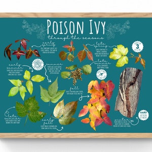 4 SIZES Poison Ivy Seasonal Identification Print-Educational Chart-Summer Spring Hiking-Camping-Scouting-Nature-Science-Safety-Dermatology
