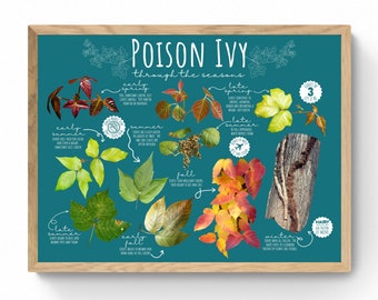 4 SIZES Poison Ivy Seasonal Identification Print-Educational Chart-Summer Spring Hiking-Camping-Scouting-Nature-Science-Safety-Dermatology