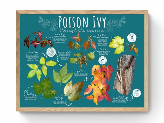 4 SIZES Poison Ivy Seasonal Identification Print-educational - Etsy