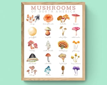 3 SIZES Mushrooms of North America Art-identification Chart