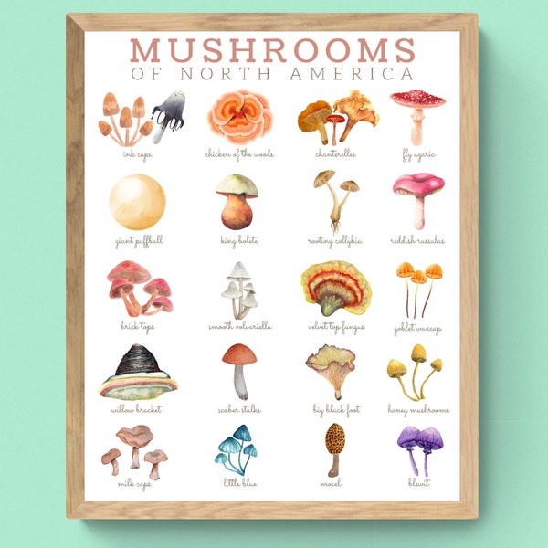 3 SIZES Mushrooms of North America Art-Identification Chart-Woodland Aesthetic-Fungi-Educational-Nature Camp-Science Decor-Spore Print