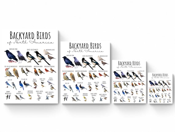 4 SIZES Backyard Birds of North America Chart-birding Poster