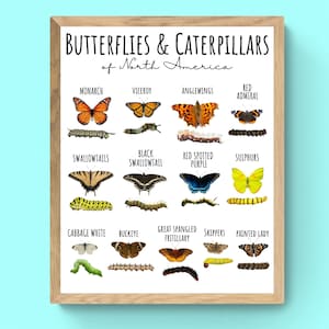 4 SIZES Butterflies Caterpillars North America Chart-Insect Poster-Educational Classroom-Nature Decor-Identification-Butterfly-STEM-Print