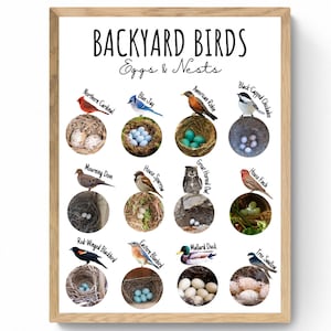 4 SIZES Backyard Bird Nest & Egg Identification Chart-Educational Print-Birding Poster-Nature Decor--Wildlife-Woodland-STEM-Chart-Sign
