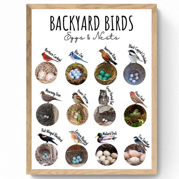 4 SIZES Backyard Bird Nest & Egg Identification Chart-Educational Print-Birding Poster-Nature Decor--Wildlife-Woodland-STEM-Chart-Sign