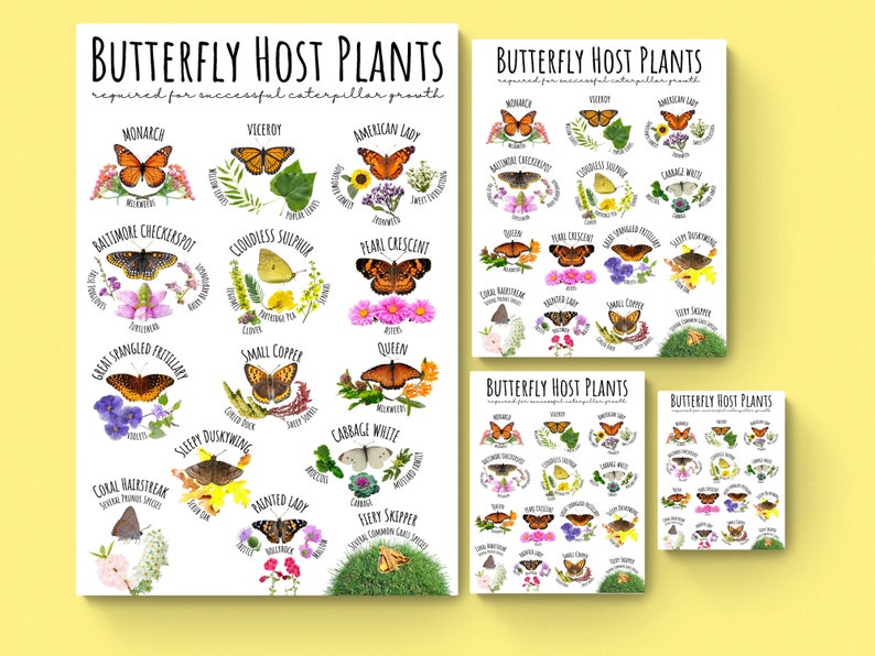 Puede incluir: Un gr&aacute;fico imprimible con ilustraciones de mariposas y sus plantas hospedadoras. El gr&aacute;fico se titula "Plantas hospedadoras de mariposas" e incluye los nombres de las mariposas y las plantas. El gr&aacute;fico es un gran recurso para los jardineros que desean atraer mariposas a sus jardines.