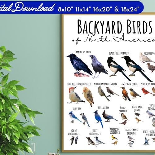 Sibleys Backyard Birds of Western North America Poster - Etsy