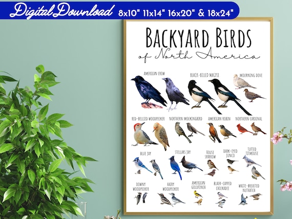 4 SIZES Backyard Birds of North America Chart-birding Poster