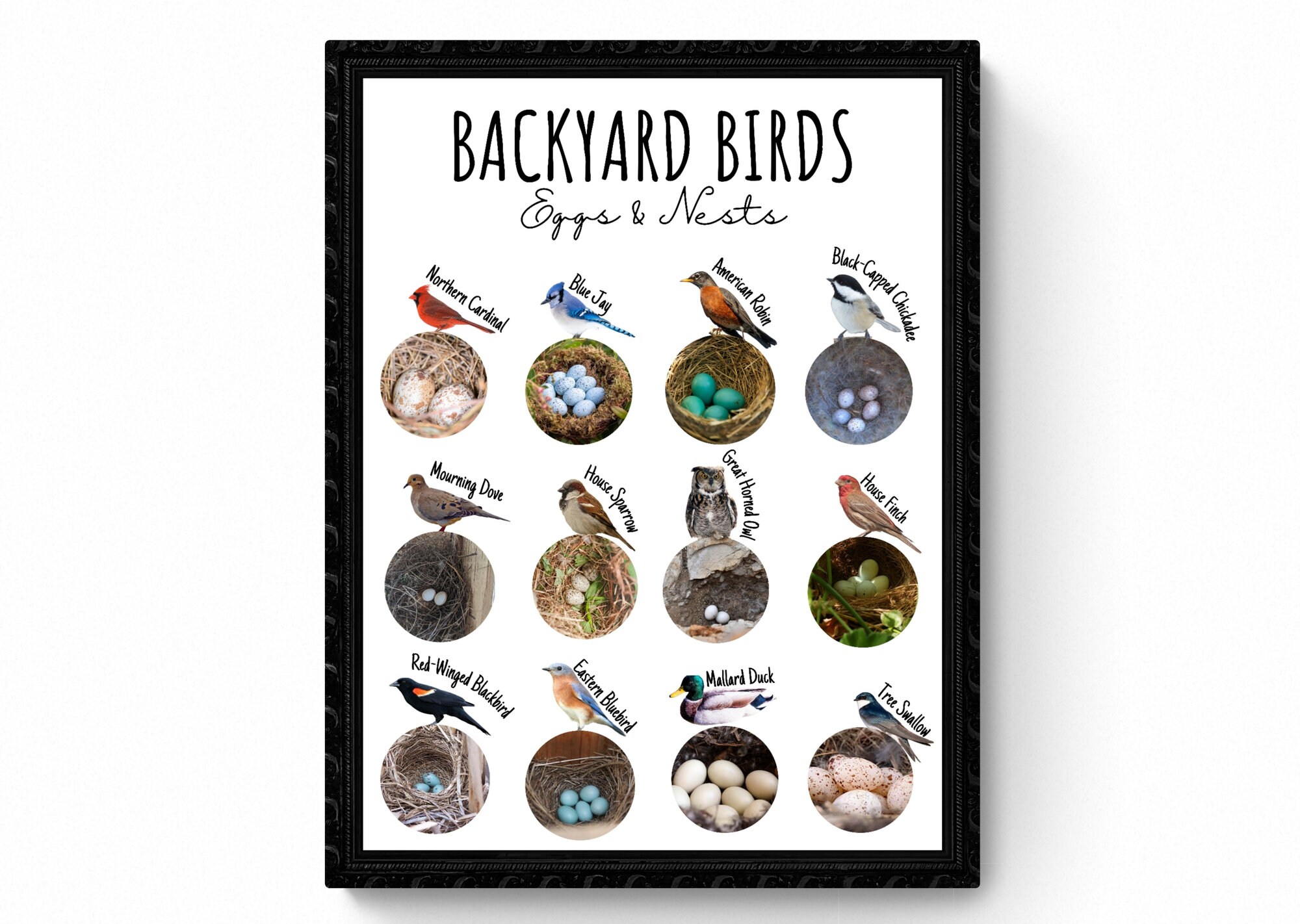 4 SIZES Backyard Bird Nest & Egg Identification Etsy UK