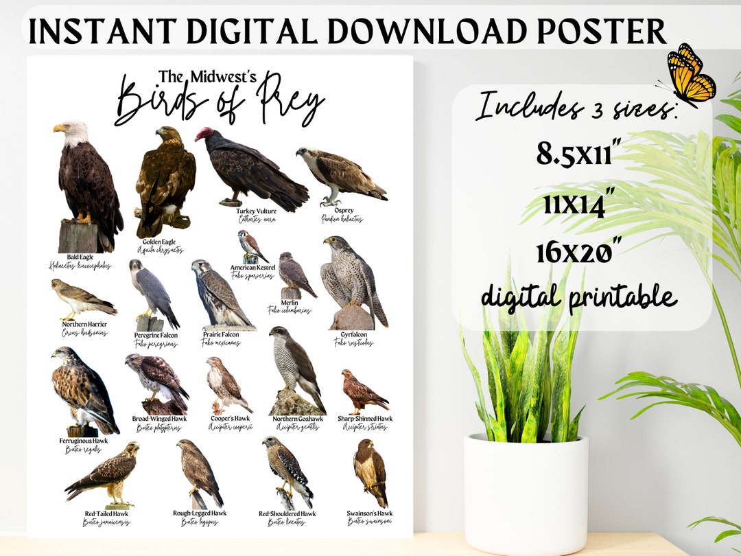 Midwest Birds of Prey ID Poster-bird Identification Chart-raptor Eagle ...