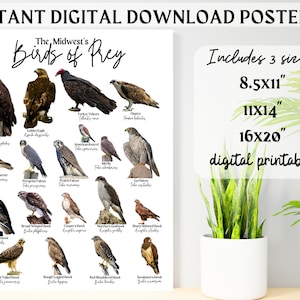 Midwest Birds of Prey ID Poster-Bird Identification Chart-Raptor Eagle Hawk- 8.5x11 11x14 16x20-Science Art-Scientific Name-Species Print