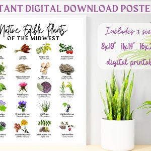 3 SIZES Native Midwest Edible Plants Identification Chart-Midwestern Species-Educational Poster-Nature Center-Science Decor-Botany Print