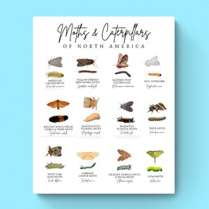 5 SIZES Moths Caterpillars North America Chart-Insect Poster-Educational Classroom-Nature Decor-Identification-Butterfly Pollinator-Print