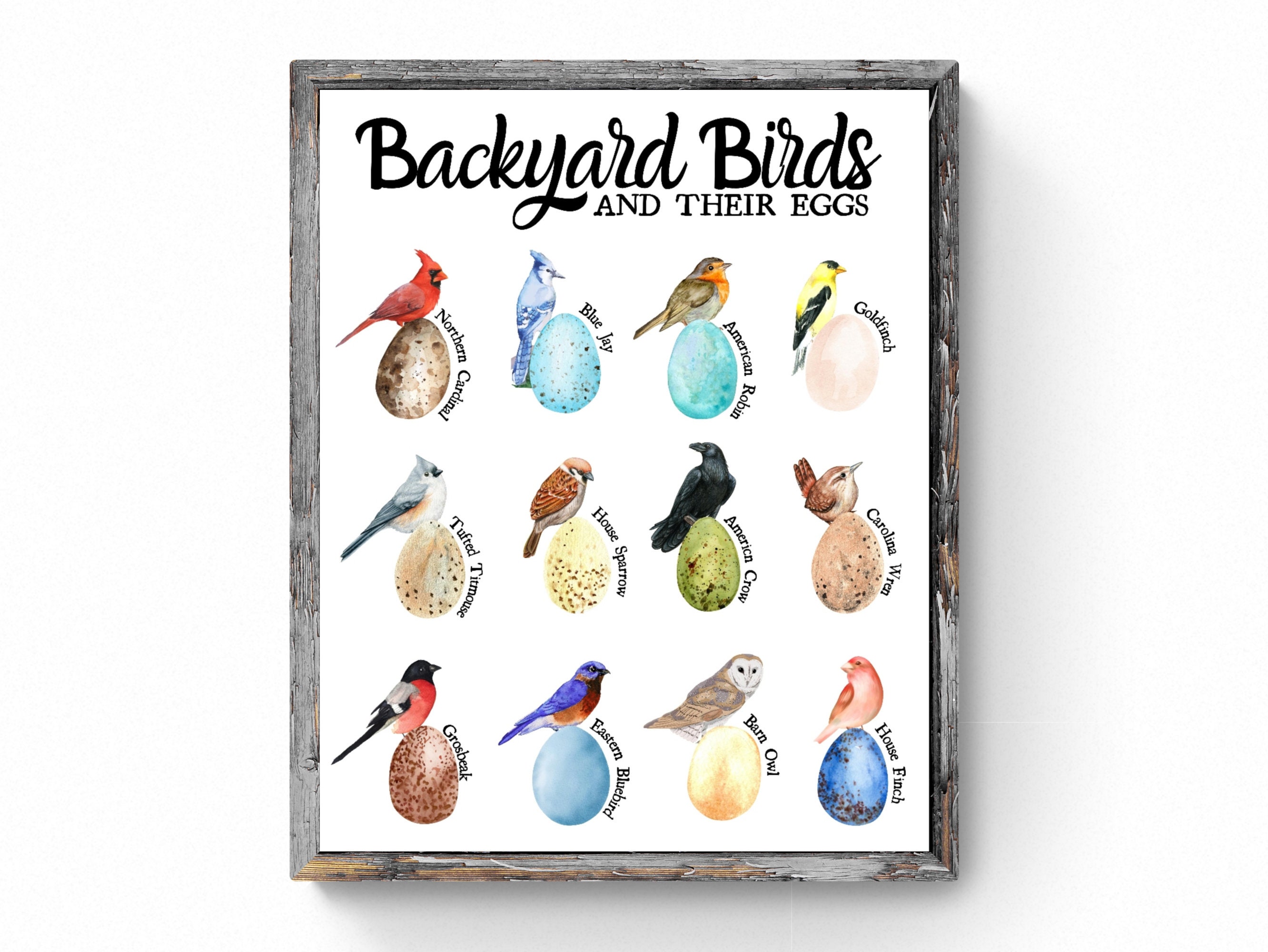 3 SIZES Backyard Bird Egg Identification Printeducational Etsy UK