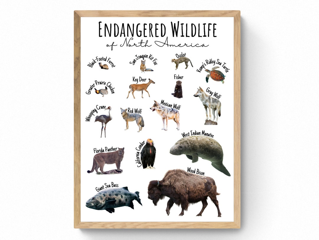 North American Wildlife Poster