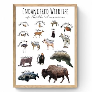 4 SIZES-Endangered Wildlife of North America Print-Species Chart-Birds Mammals Fish-Educational-Classroom Decor-Conservation-Animal