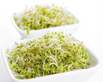 Non-GMO Chemical Free Todd's Seeds 2.5 Pounds of Broccoli Sprouting Seeds 