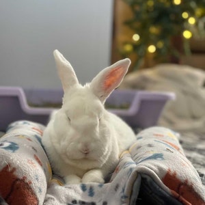 FLEECE Bunny Beds