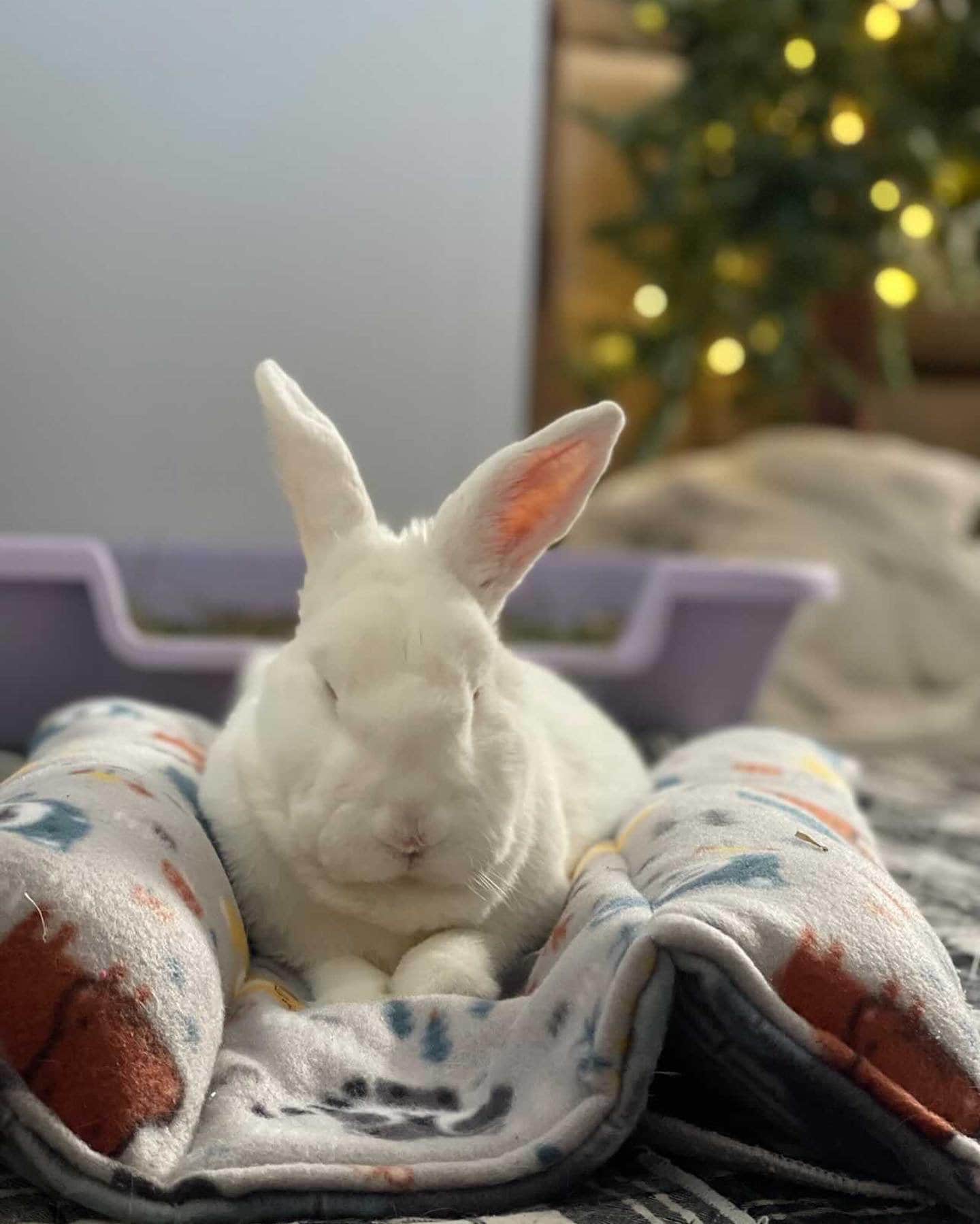 Fleece bedding for rabbits online