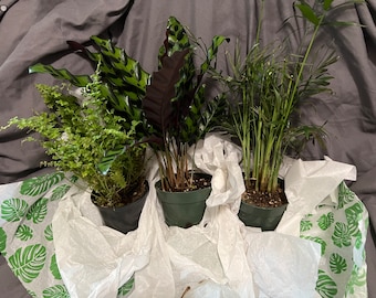 Pet Friendly 4” House Plant Bundle!  Makes a great gift for pet parents!