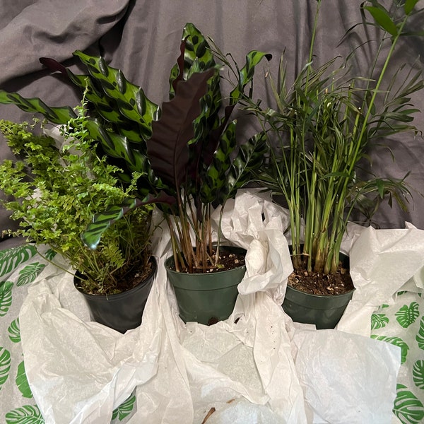 Pet Friendly 4” House Plant Bundle!  Makes a great gift for pet parents!