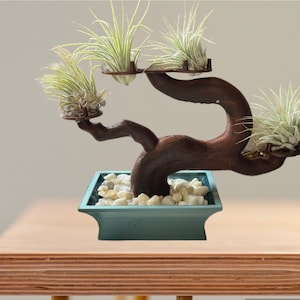 Enchanting 3D Printed Bonsai Tree Air Plant Holder for  Air Plants