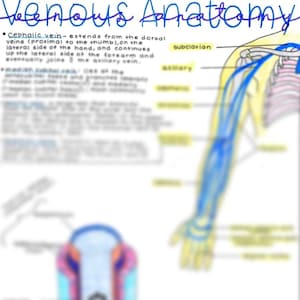 Venous Anatomy