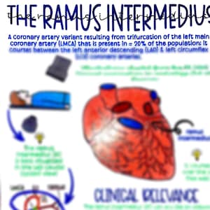 Rama intermedia (RI)