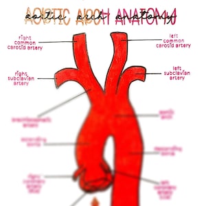 Anatomía del arco aórtico
