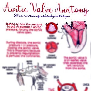 Anatomía de la válvula aórtica
