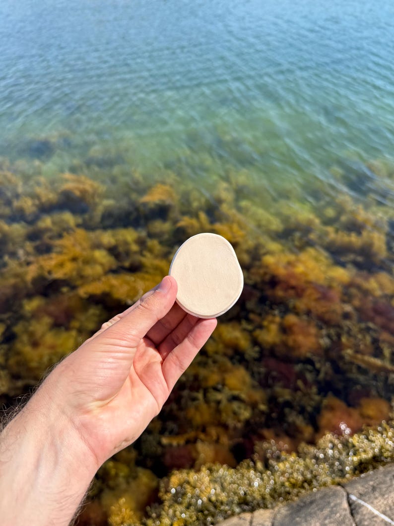May include: A small, smooth, circular object with a matte, off-white surface. The item has an irregular, organic edge and a flat, disc-like shape, held up against a backdrop of shallow, clear water with visible seaweed and rocky textures.