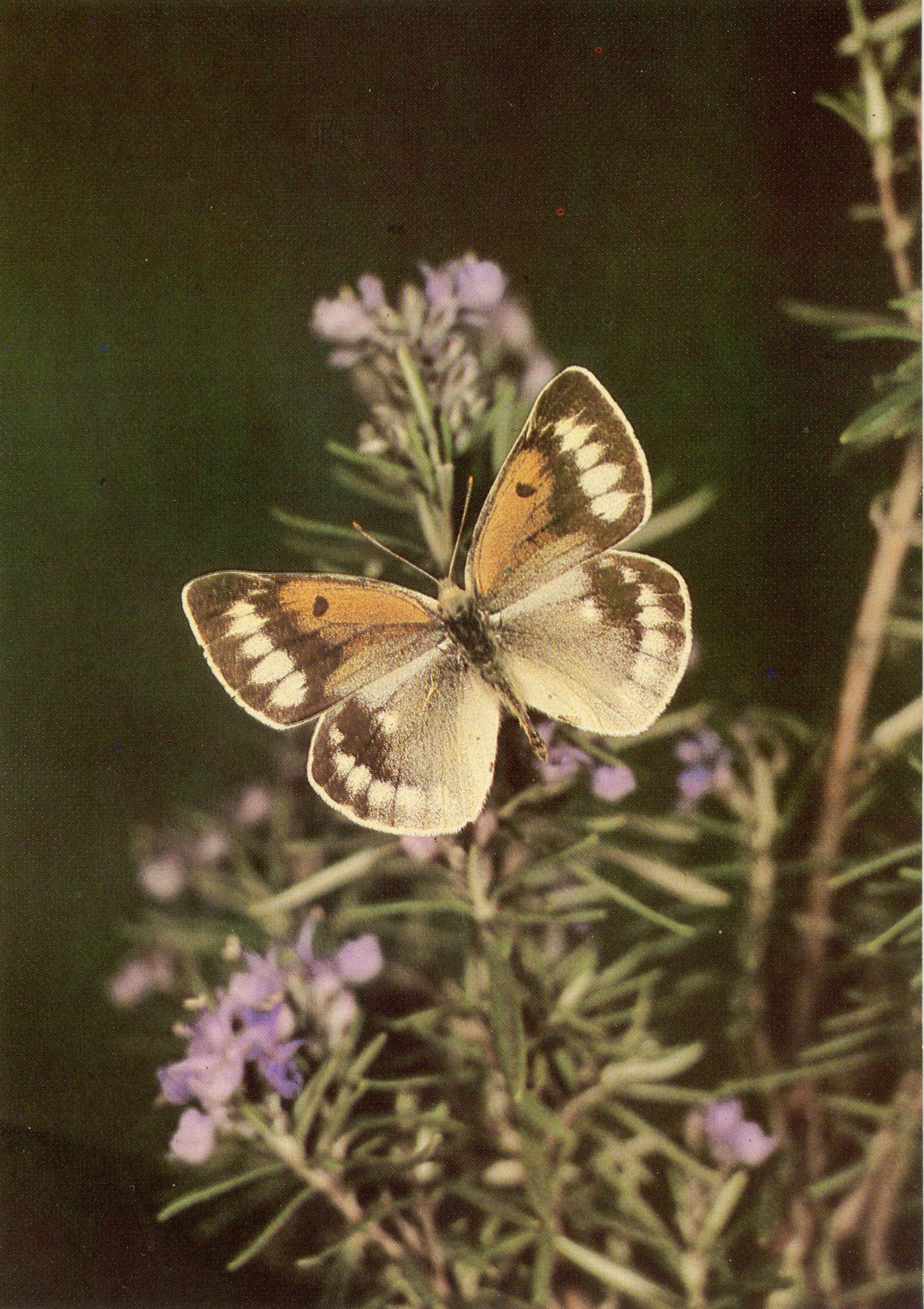蝶のデジタル写真 4900X6900