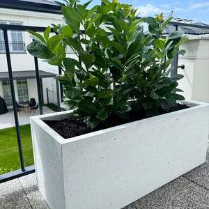 Può includere: Una fioriera rettangolare in cemento bianco riempita di terra e una rigogliosa pianta verde. La fioriera è posizionata su una superficie piastrellata, con una ringhiera nera e un edificio sullo sfondo. La pianta ha foglie verdi vibranti.