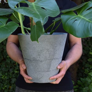Può includere: Una persona che tiene un grande vaso di cemento grigio con una pianta di monstera verde che cresce al suo interno.